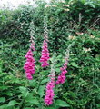 گل انگشتانه ارغوانی,گل انگشتی,Purple Foxglove,Lady's Glove
